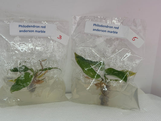 Philodendron red Anderson marble - 1 tissue culture plantlet