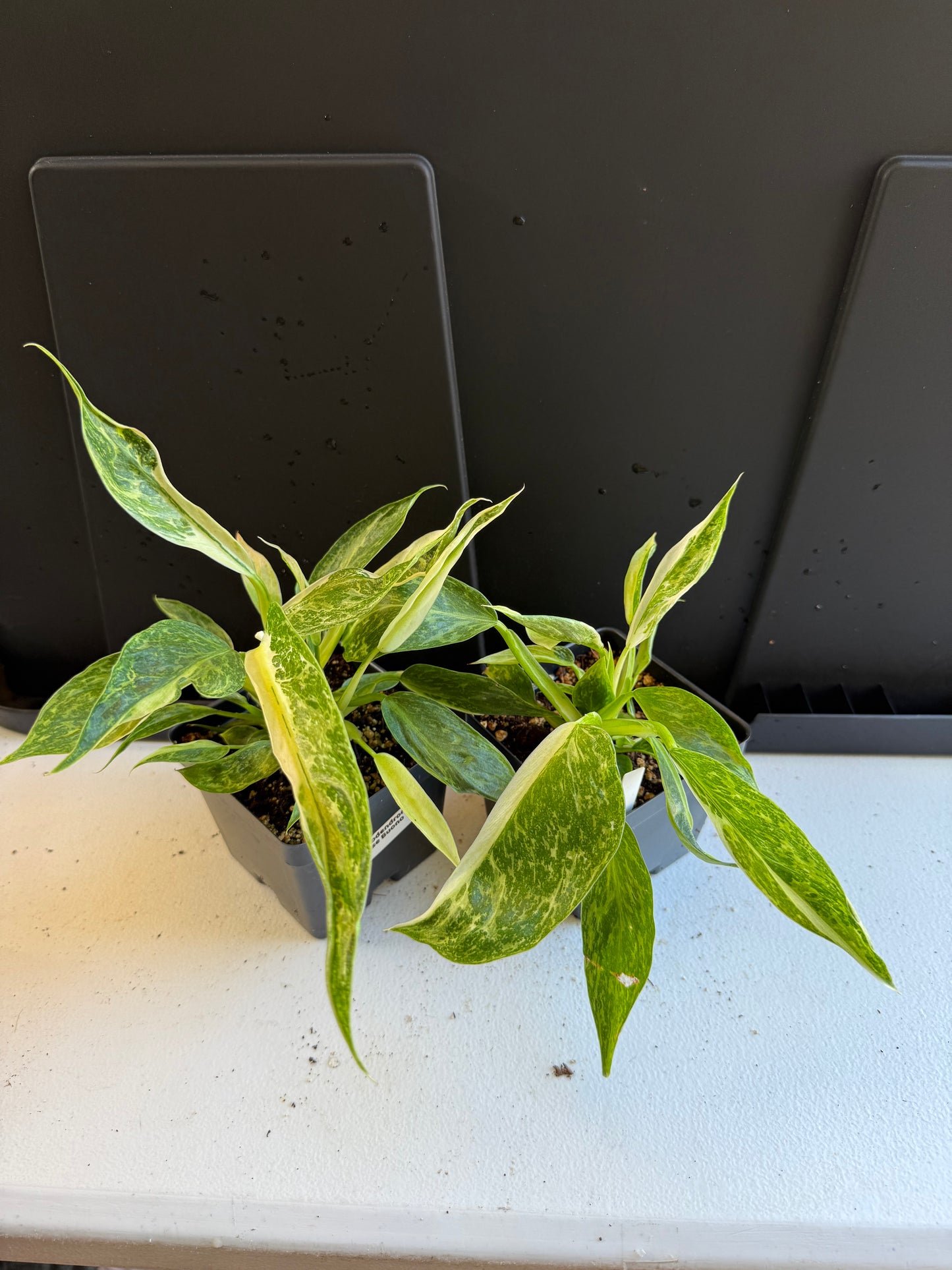 Philodendron Jose buono (4In)