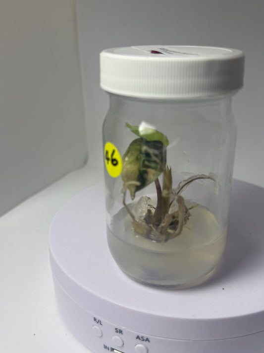 Alocasia heart balloon - 1 tissue culture plantlet