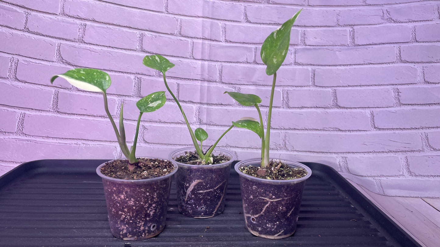 Monstera Thai Constellation (2in)