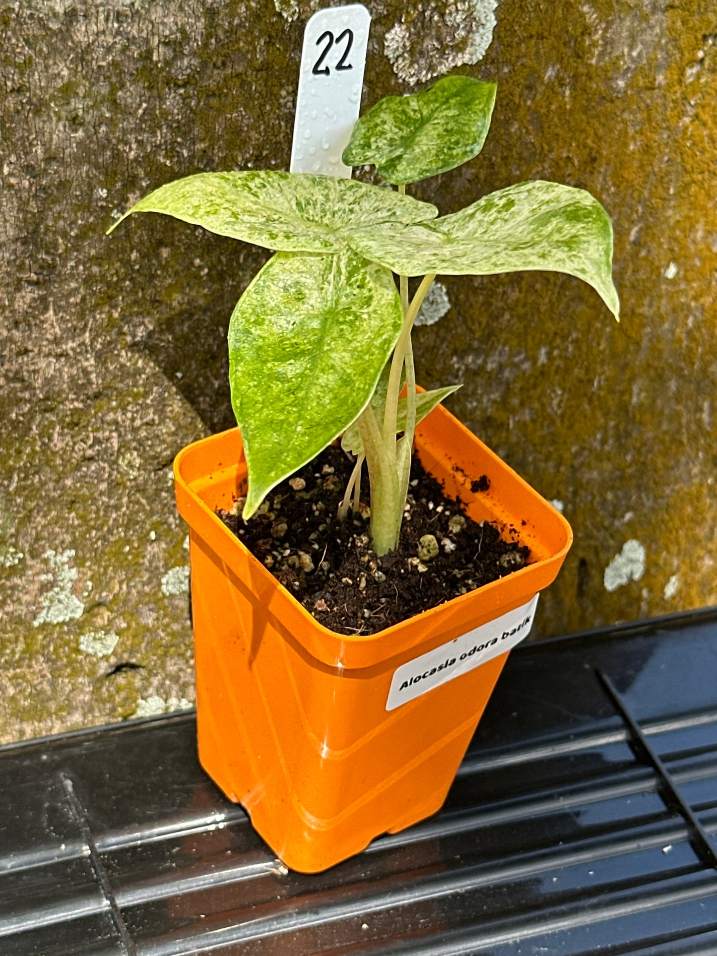 Alocasia odora batik (2in)