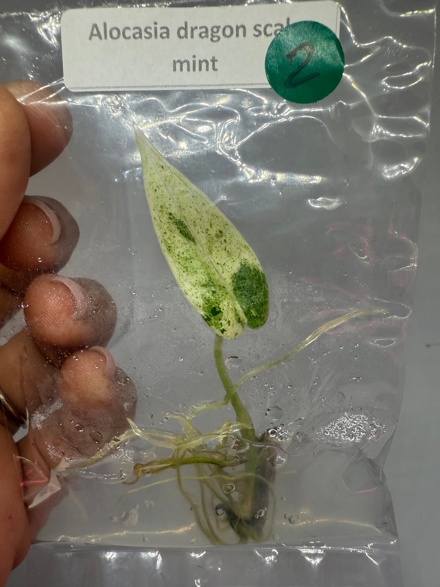 Alocasia dragon scale mint - tissue culture plantlets