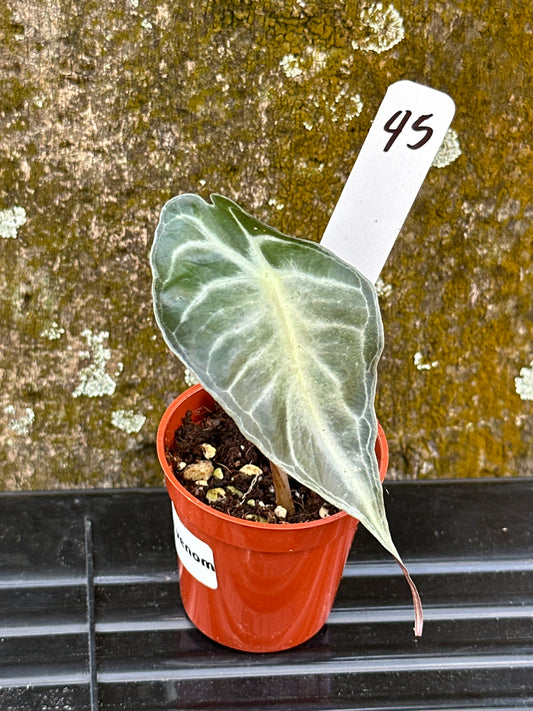 Alocasia venom (2in)