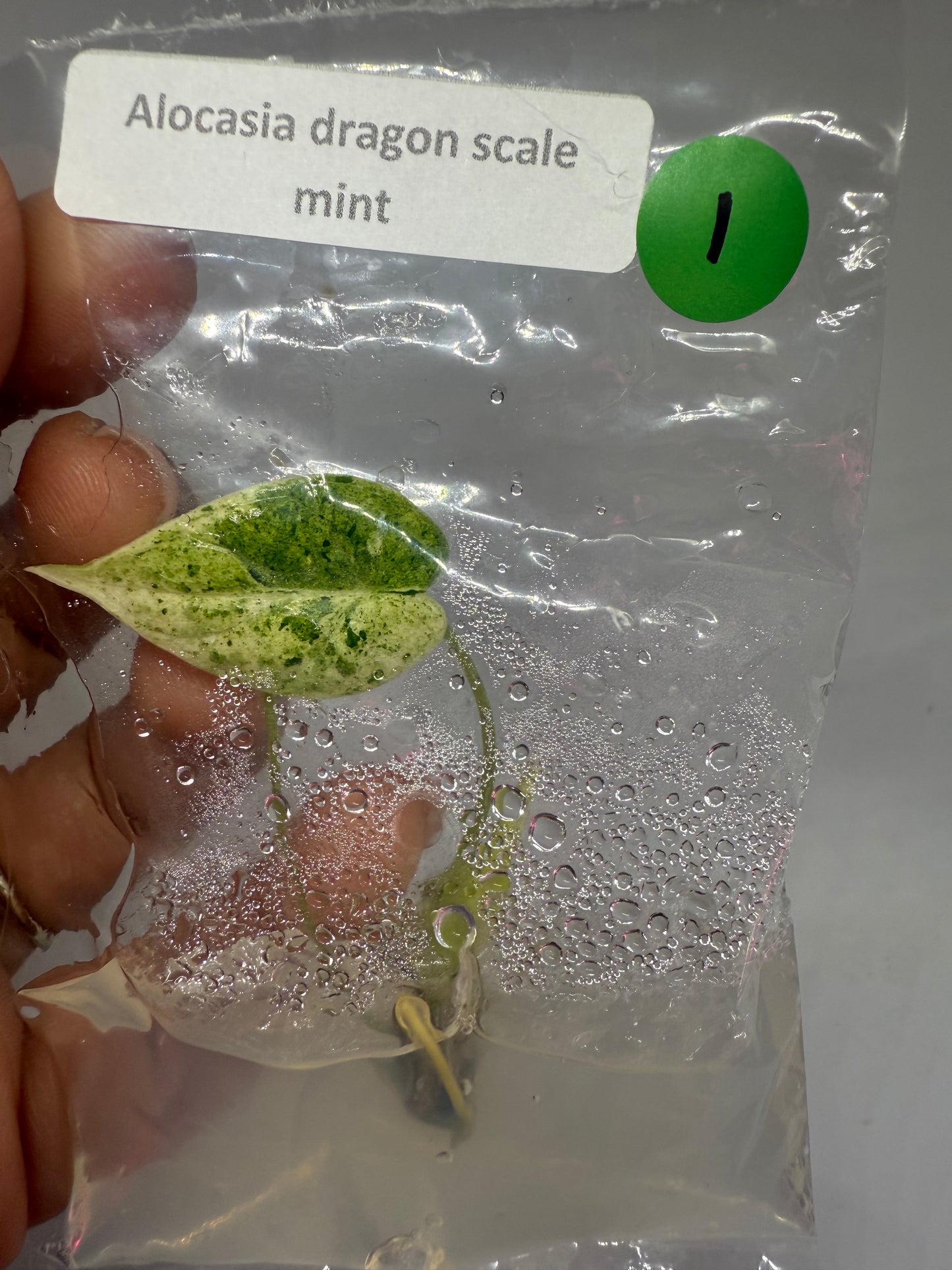 Alocasia dragon scale mint - tissue culture plantlets