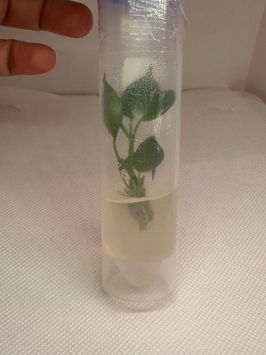 Philodendron longilobatum 'Lelano Miyano' - 1 tissue culture plantlet