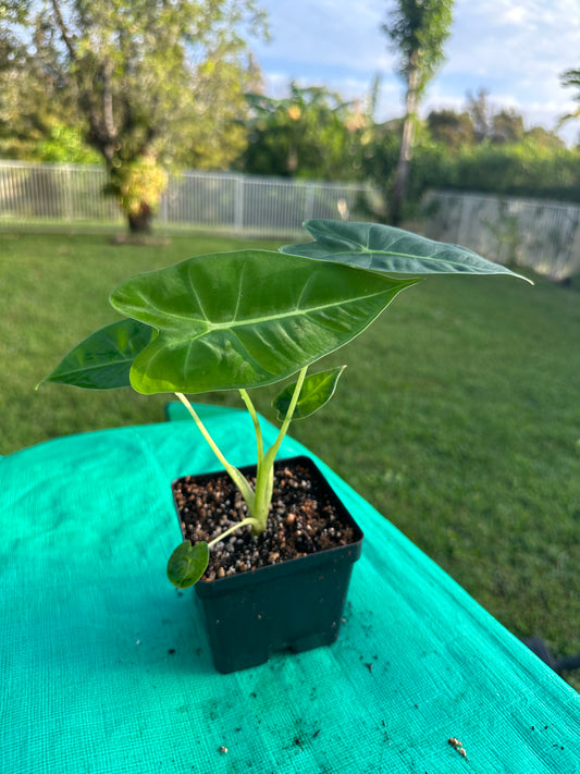 Alocasia frydek (regular) 4in