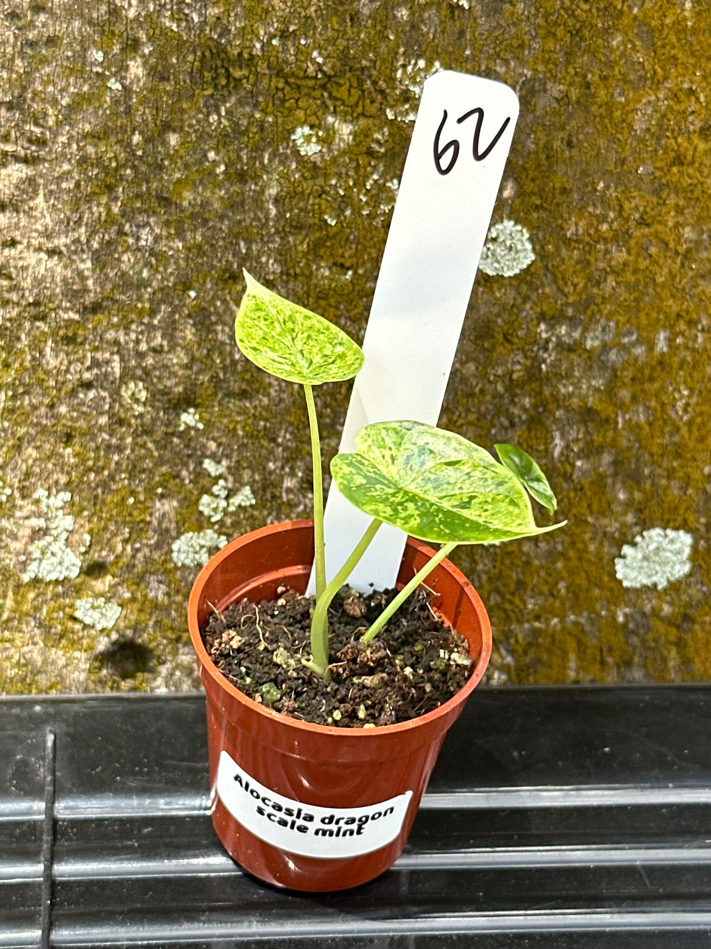 Alocasia dragon scale mint (2in)