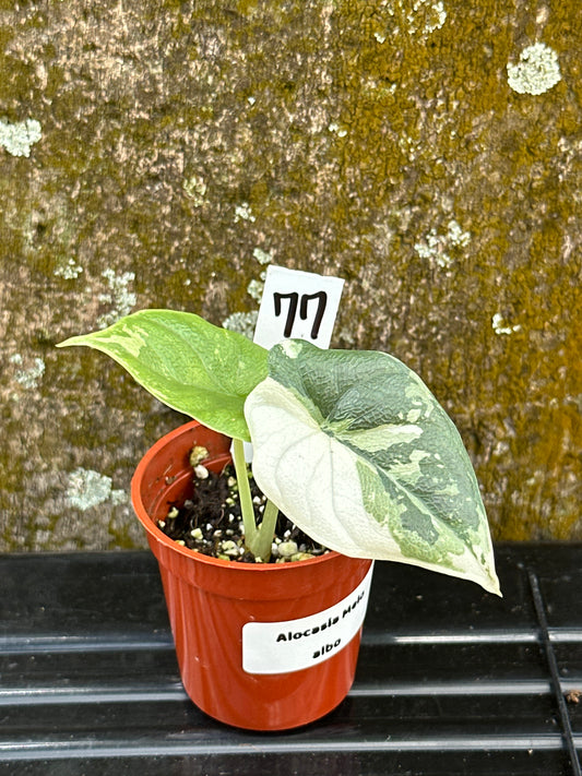 Alocasia melo albo (2in)