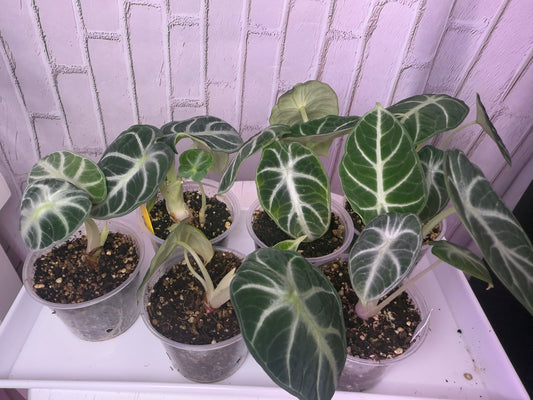 Alocasia ninja (2in)