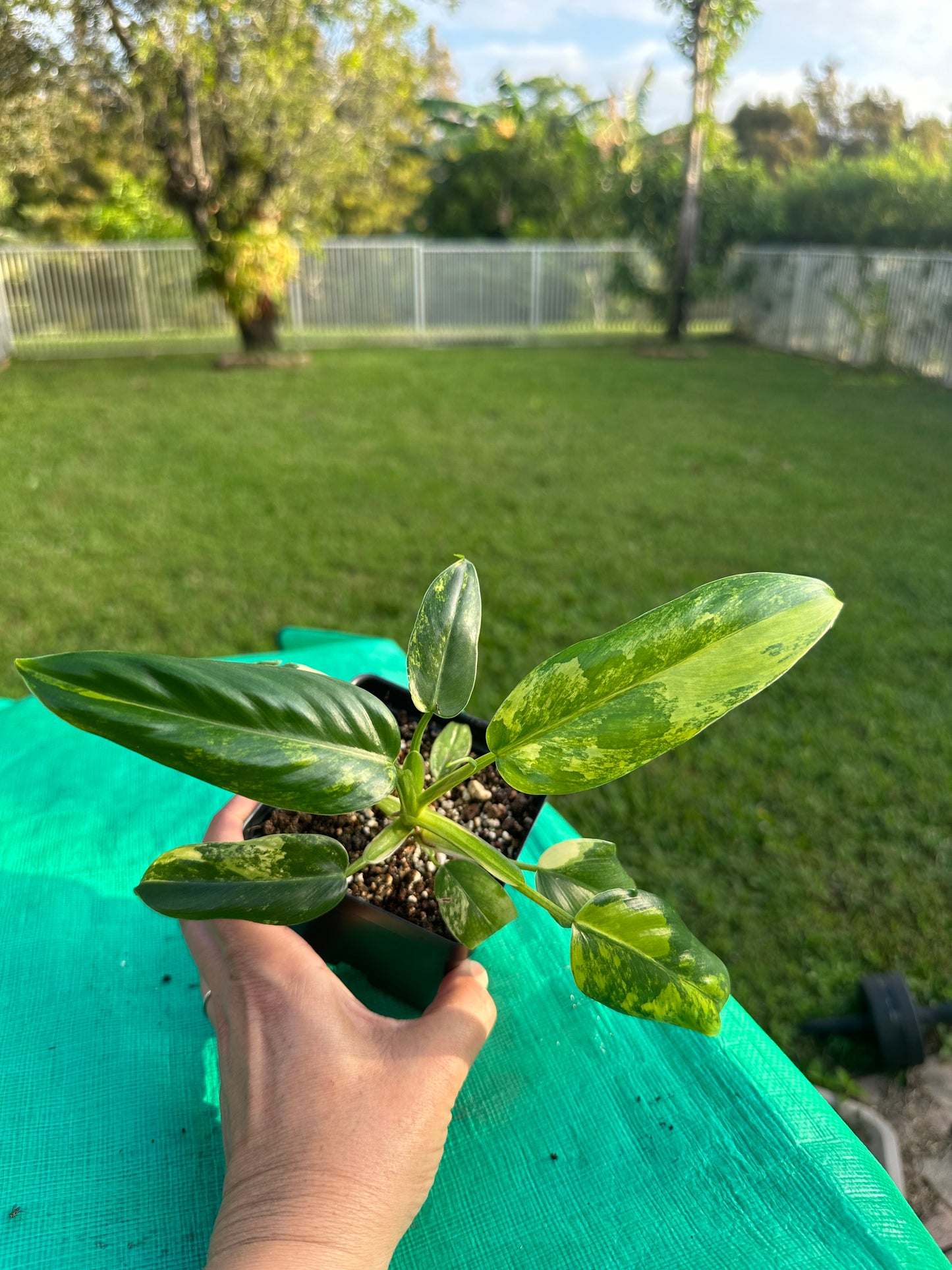 Philodendron domesticum var ( 4in)