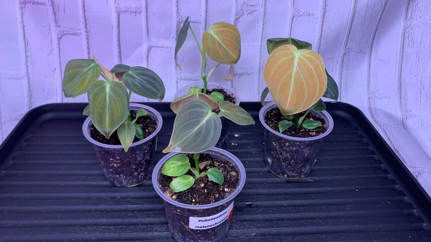 Philodendron melanocrysum (2in)