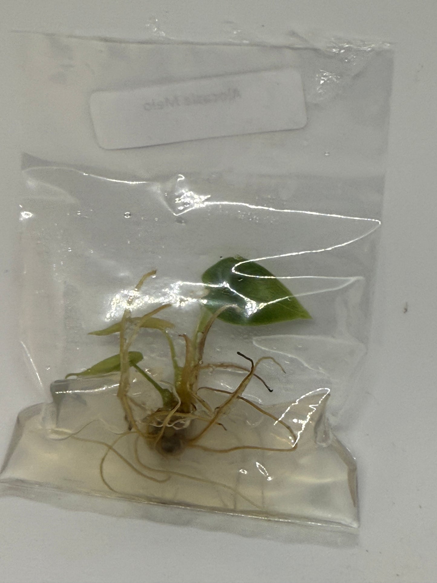 Alocasia Melo - 1 tissue culture plantlet