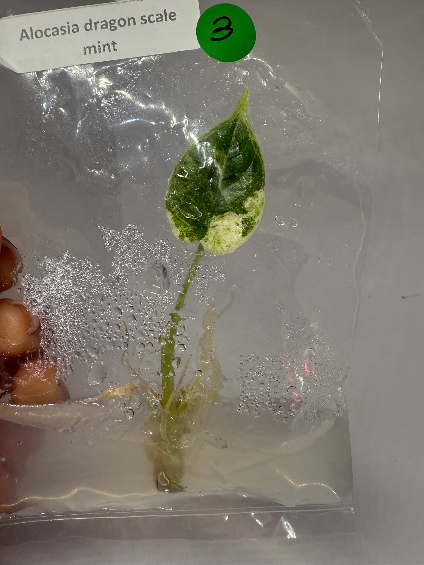 Alocasia dragon scale mint - tissue culture plantlets