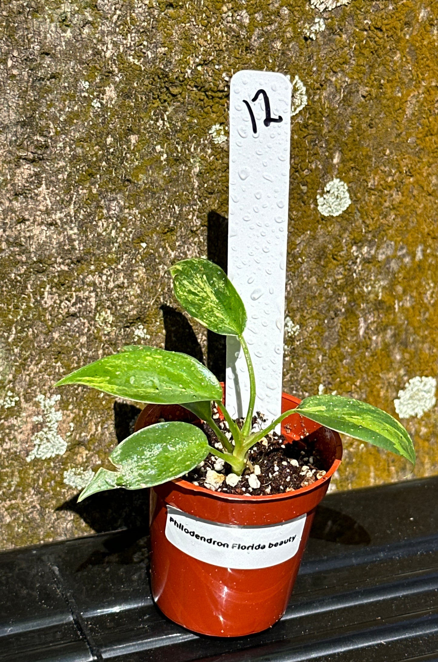 Philodendron Florida beauty