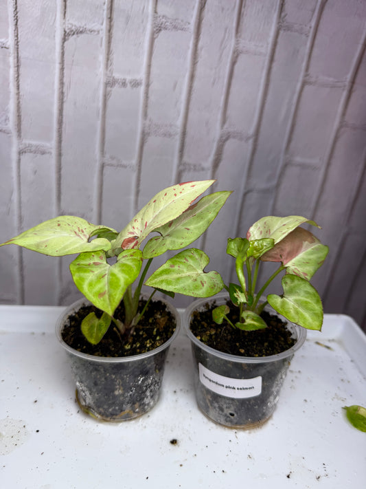 Syngonium pink salmon ( 2.8in) starter plant