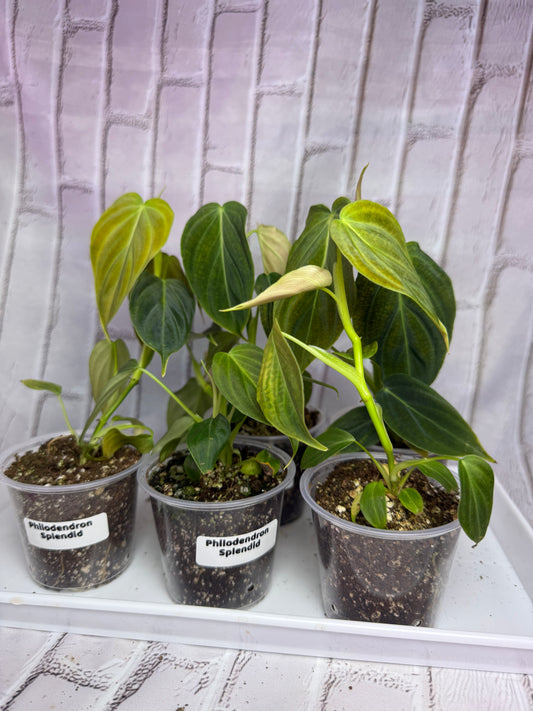 Philodendron splendid (2in)