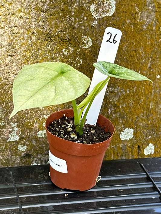 Alocasia sinuata variegated (2in)