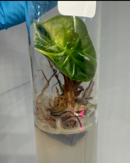 Alocasia heart balloon - 1 tissue culture plantlet