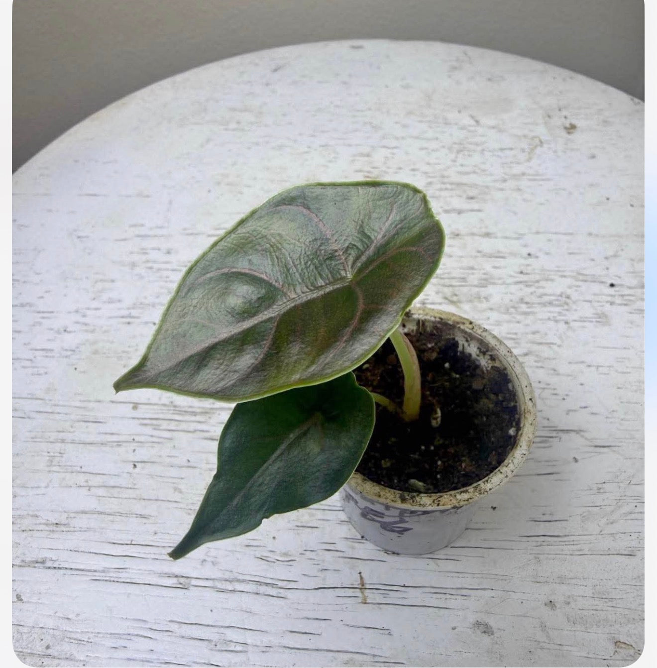 Alocasia azlanii (2in)