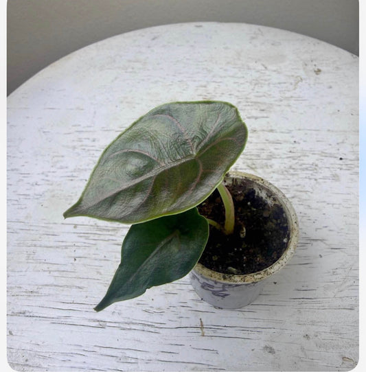 Alocasia azlanii (2in)
