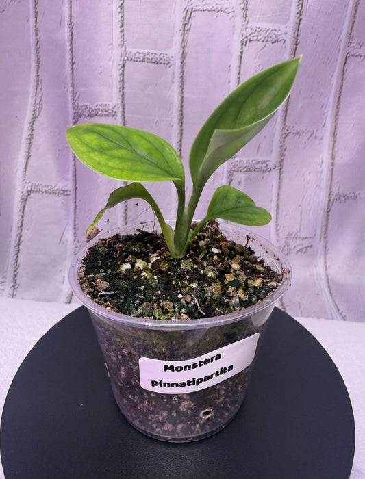 Monstera pinnatipartita (2in)