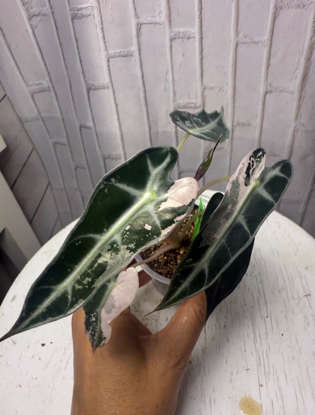 Alocasia bambino variegated (3in)