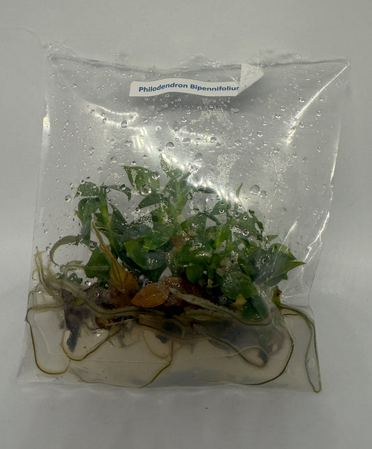 Philodendron bipennifolium - 5 tissue culture plantlets