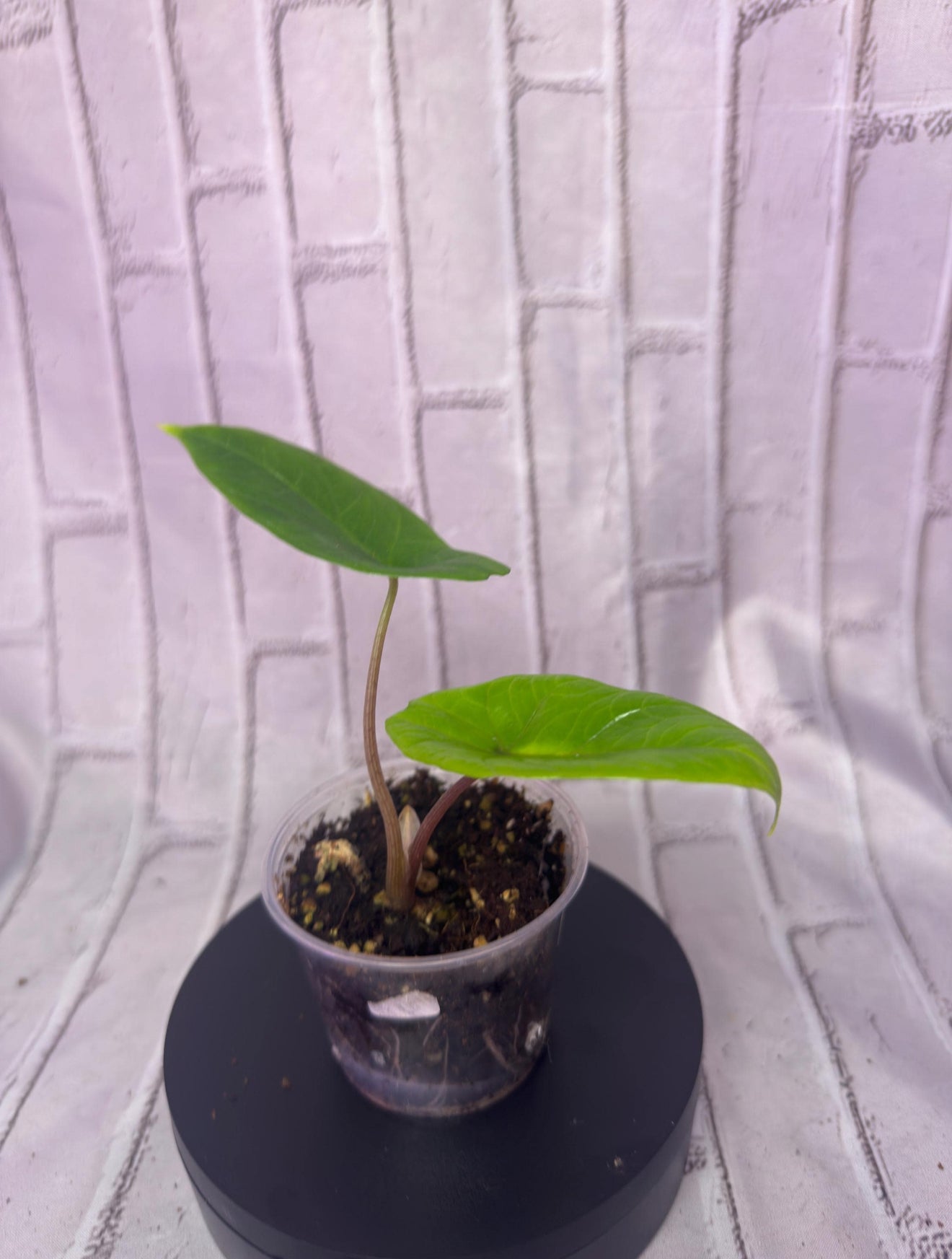 Alocasia scalprum (2IN)