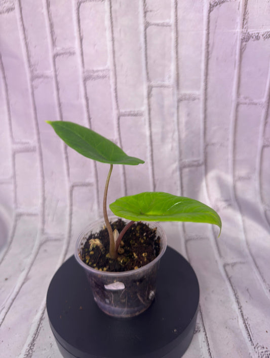 Alocasia scalprum (2IN)