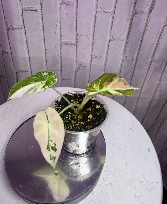 Alocasia black velvet pink/albo variegated