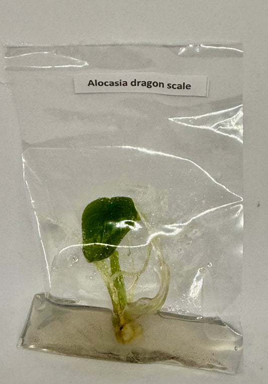 Alocasia dragon scale (reverted)- 1 tissue culture plantlet