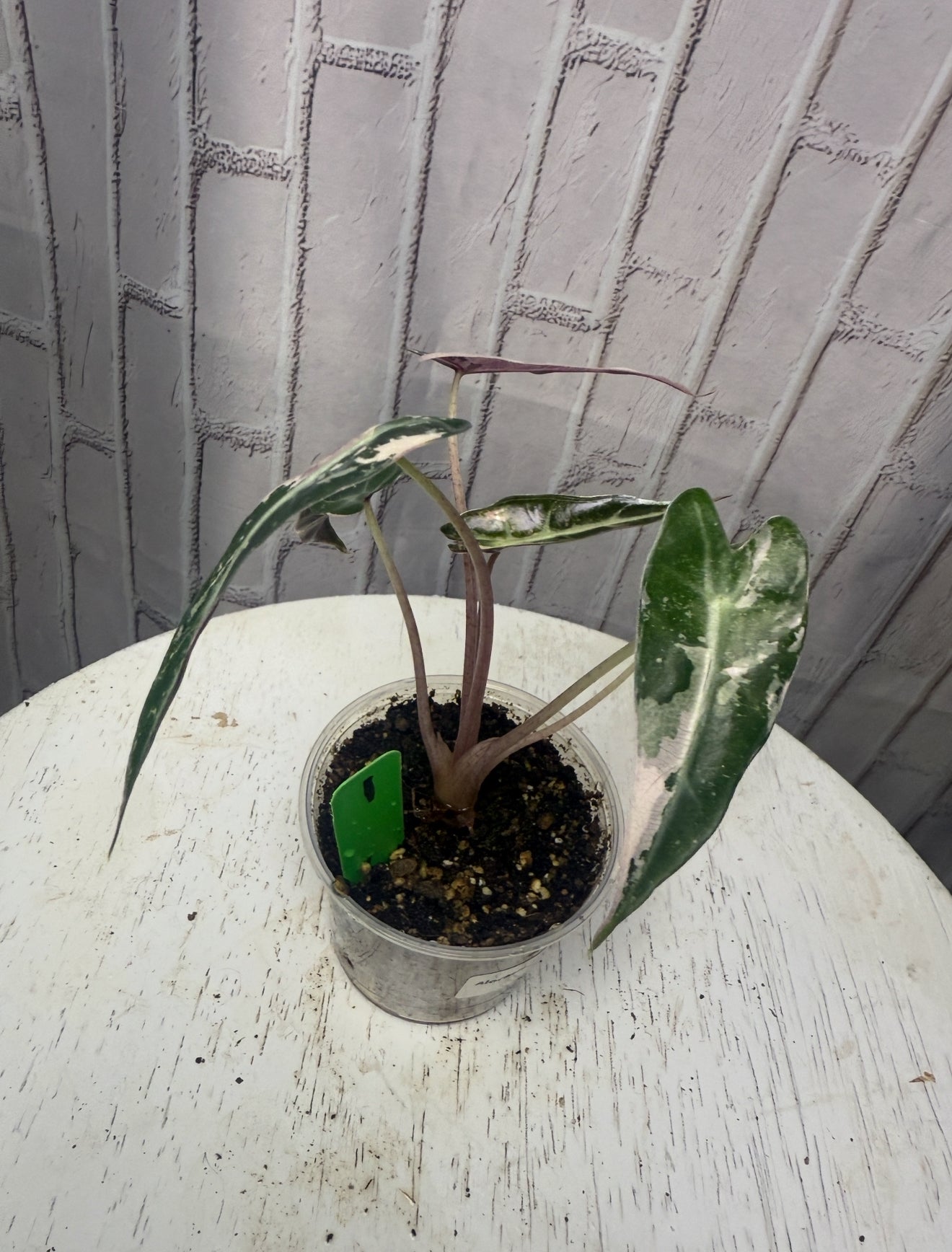 Alocasia bambino variegated (3in)