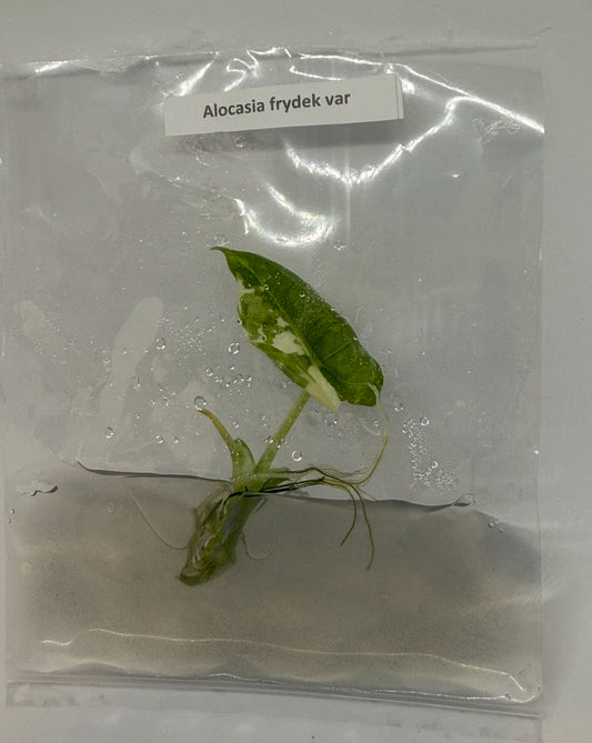 Alocasia frydek variegated - 1 tissue culture plantlet