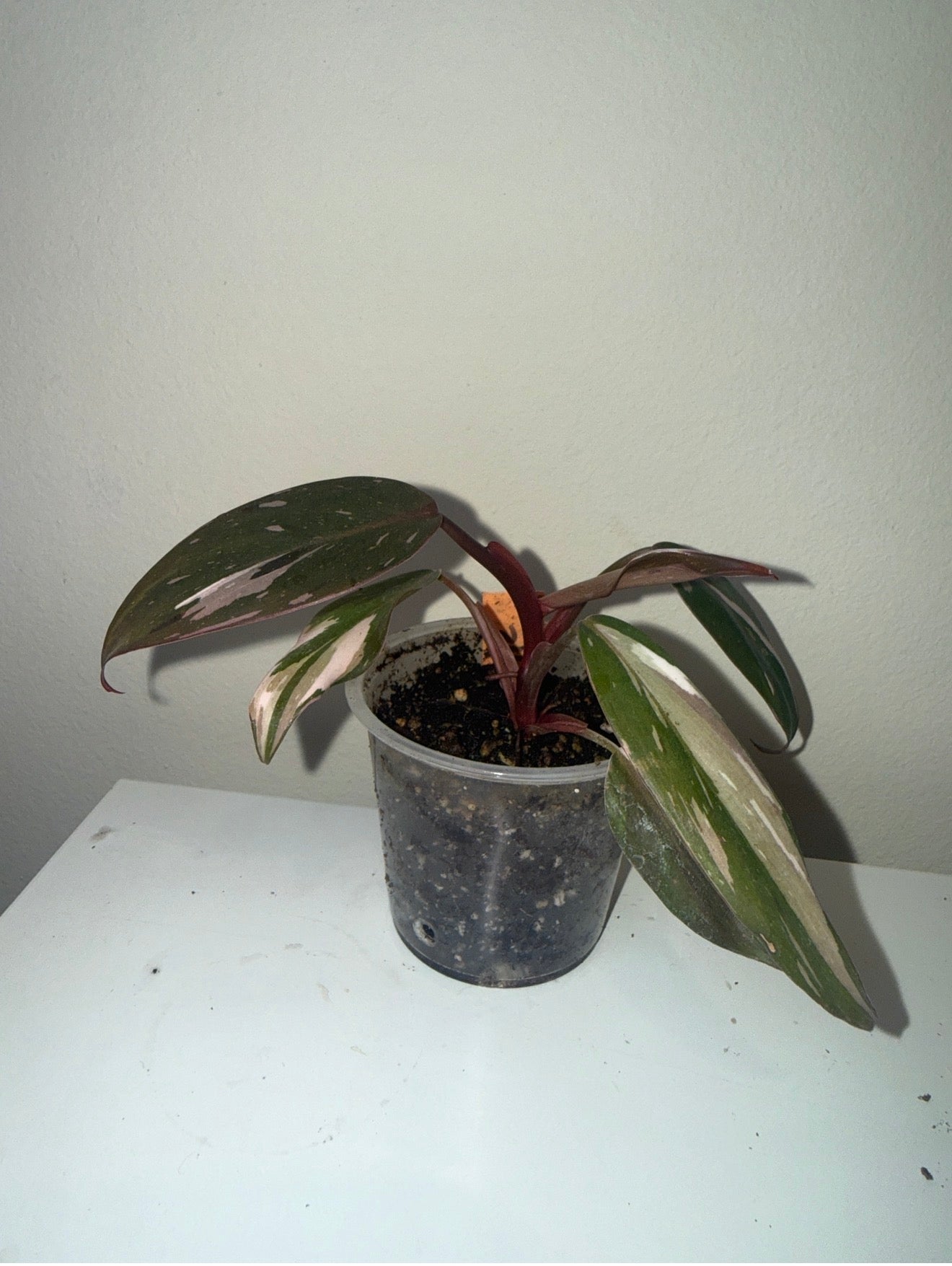 Philodendron red anderson marble (2in)