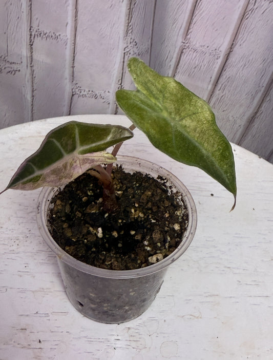 Alocasia amazonica splash ( 2.8IN)