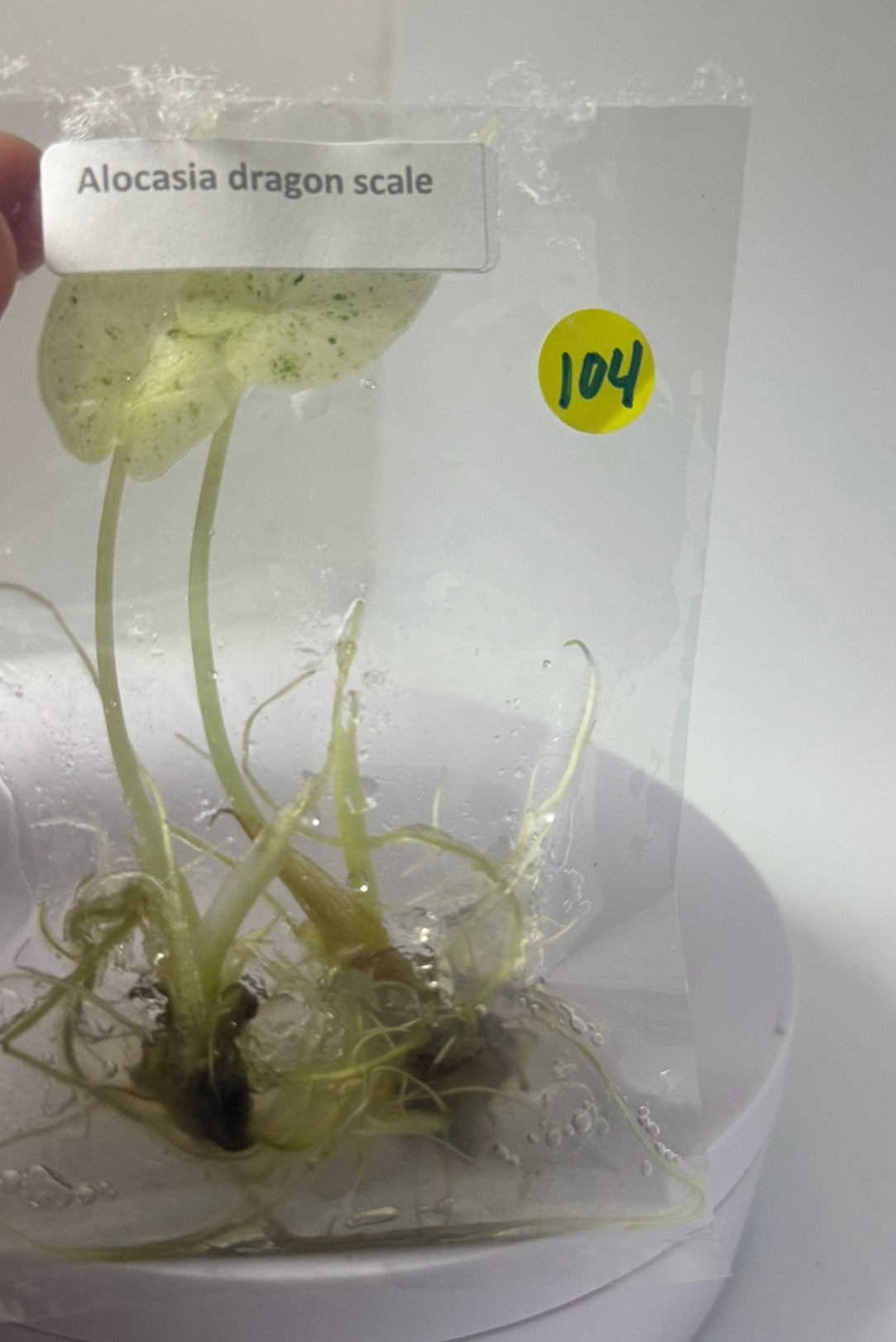 Alocasia dragon scale mint - tissue culture plantlets