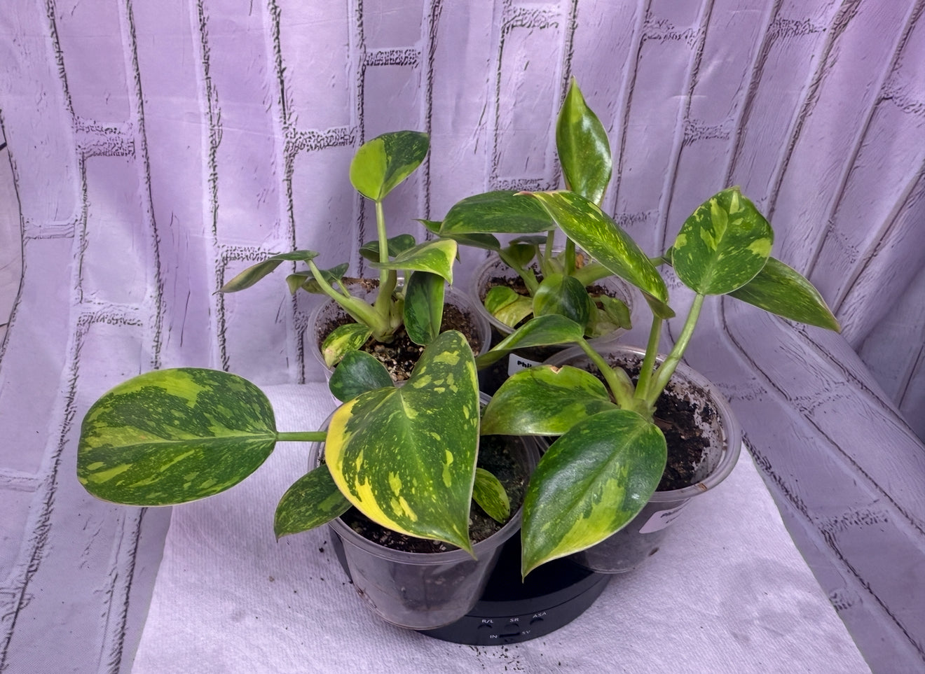 Philodendron green congo hybrid (2in)