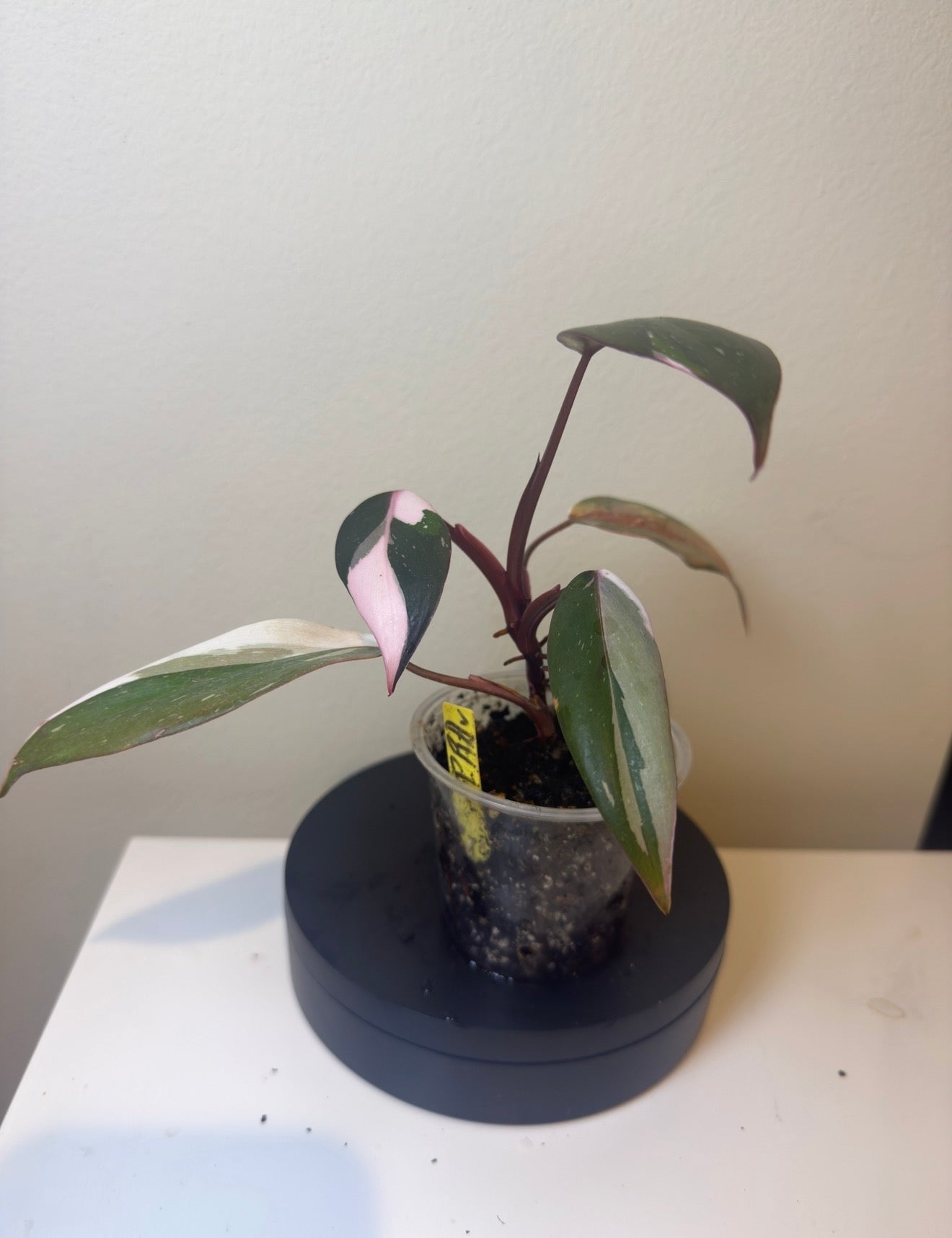 Philodendron red anderson marble (2in)