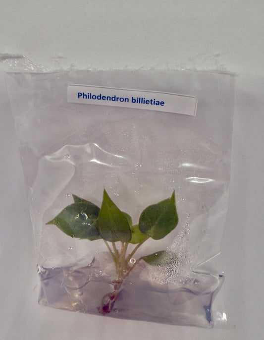 Philodendron billietiae - tissue culture plantlets