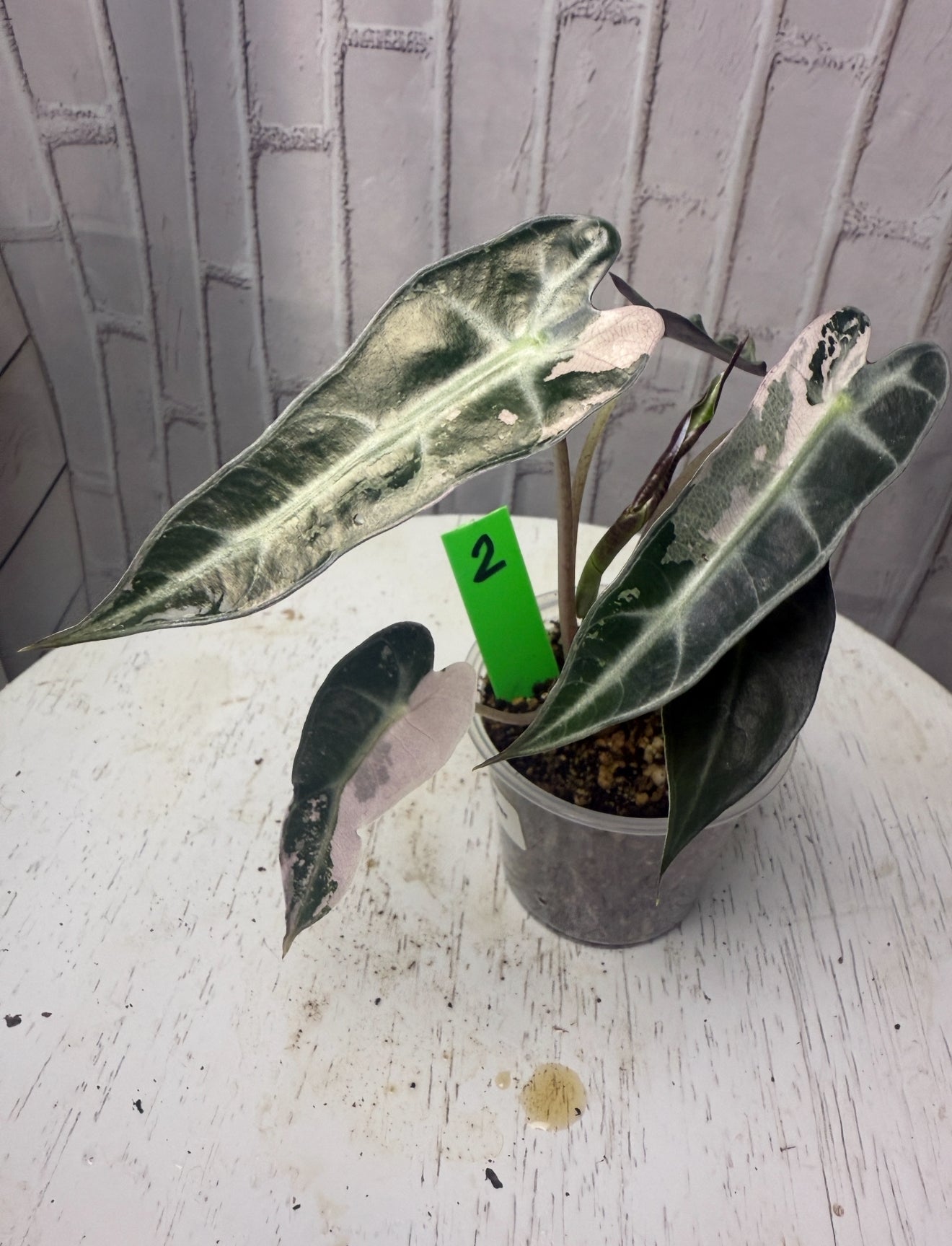 Alocasia bambino variegated (3in)