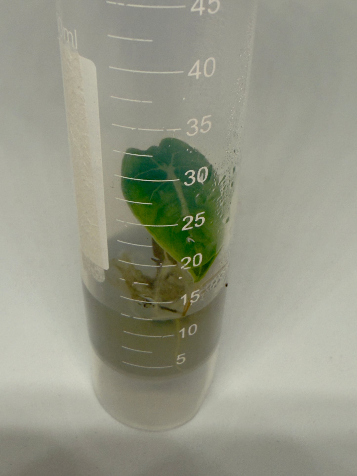 Alocasia watsoniana - 1 tissue culture plantlet
