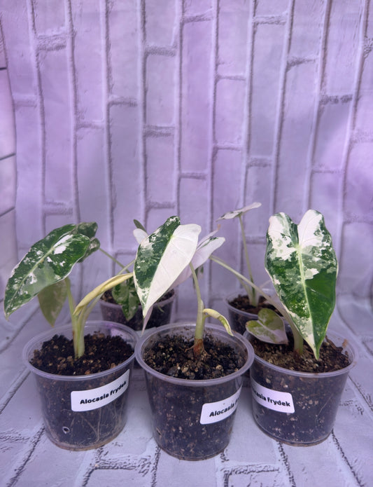 Alocasia frydek variegated (2in)