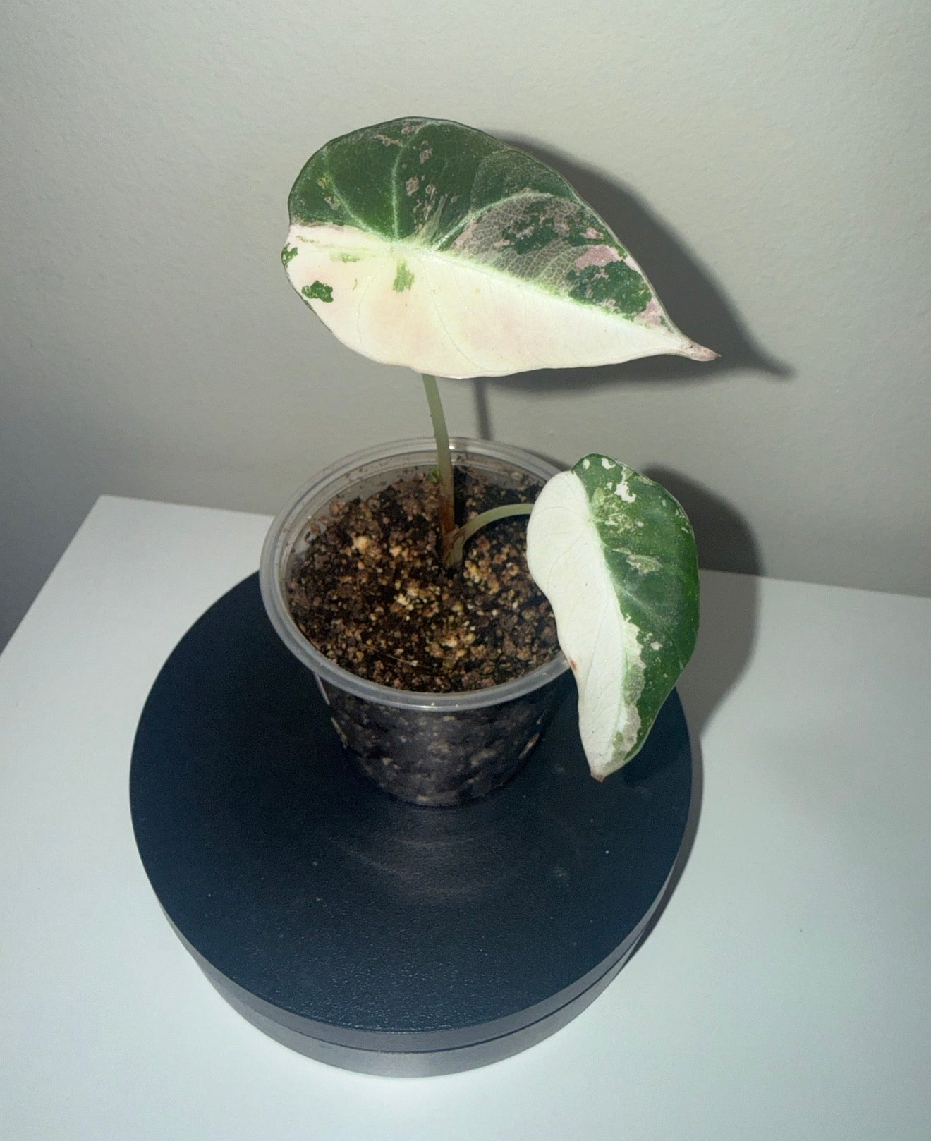 Alocasia black velvet pink/albo variegated