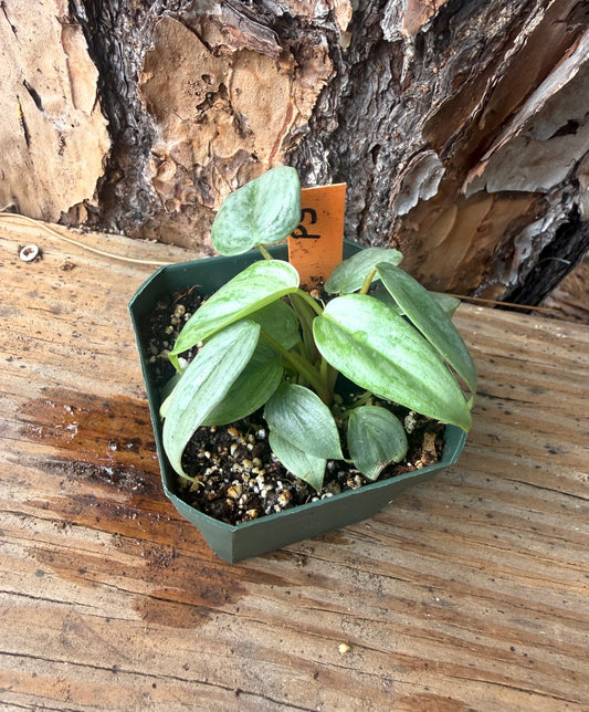 Philodendron sodiroi (2in)