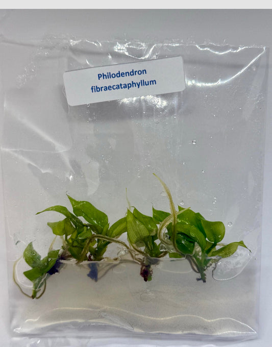 Philodendron fibraecataphyllum - tissue culure plantlets