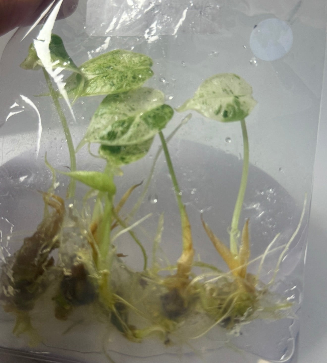 Alocasia dragon scale mint - tissue culture plantlets