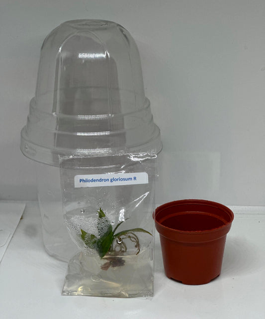 Beginner’s acclimatization tissue culture kit