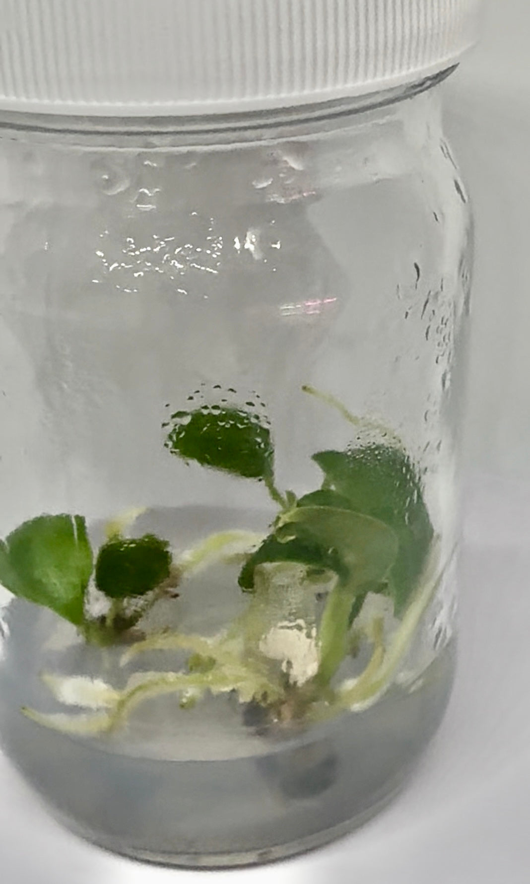 Anthurium warocqueanum - tissue culture plantlet