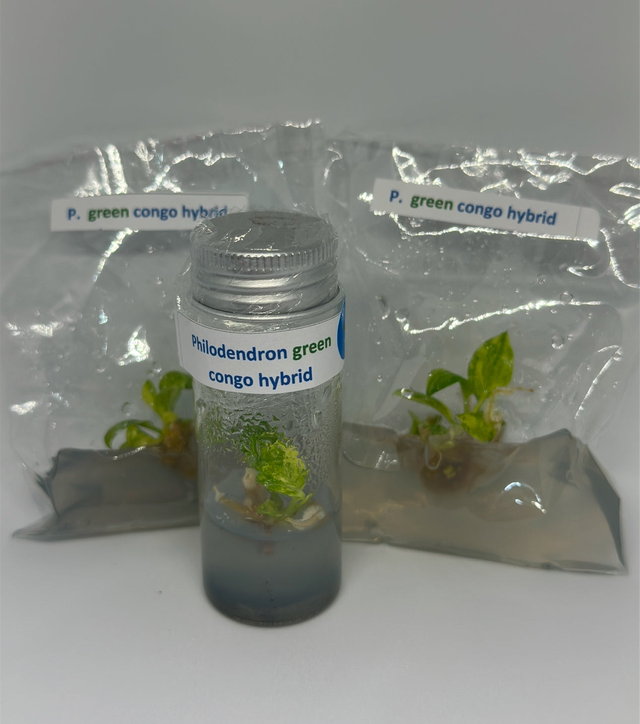 Philodendron green congo hybrid - 1 tissue culture plantlet