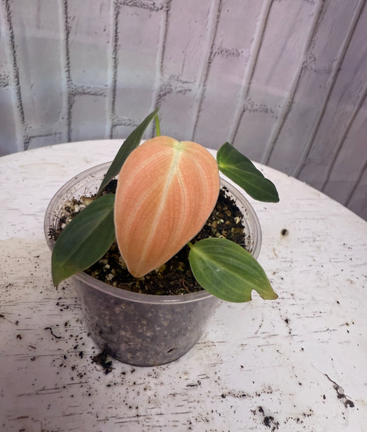 Philodendron melanocrysum (2.5in)